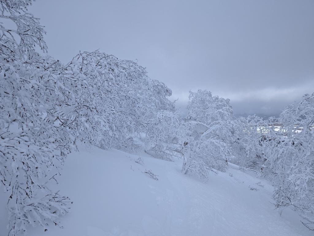 5131 - 20240127 Niseko Day5