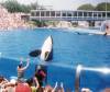 Album: 1997/06 - San Diego SeaWorld