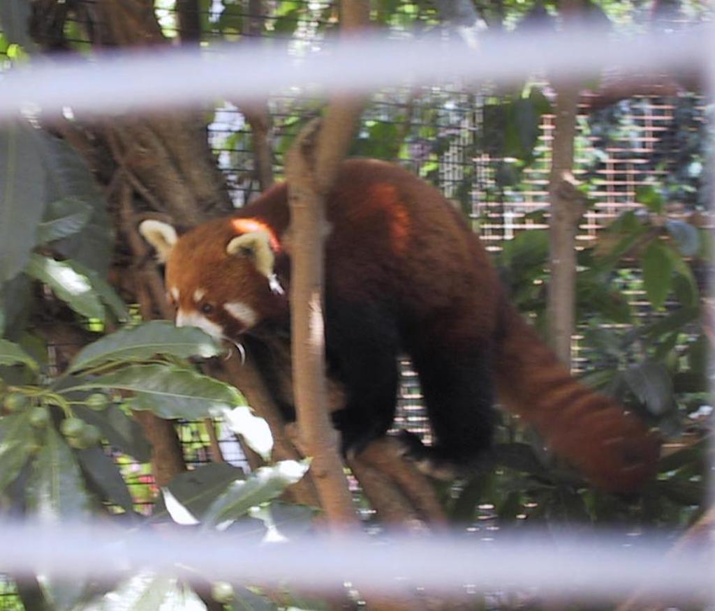 407 - SanDiego Zoo