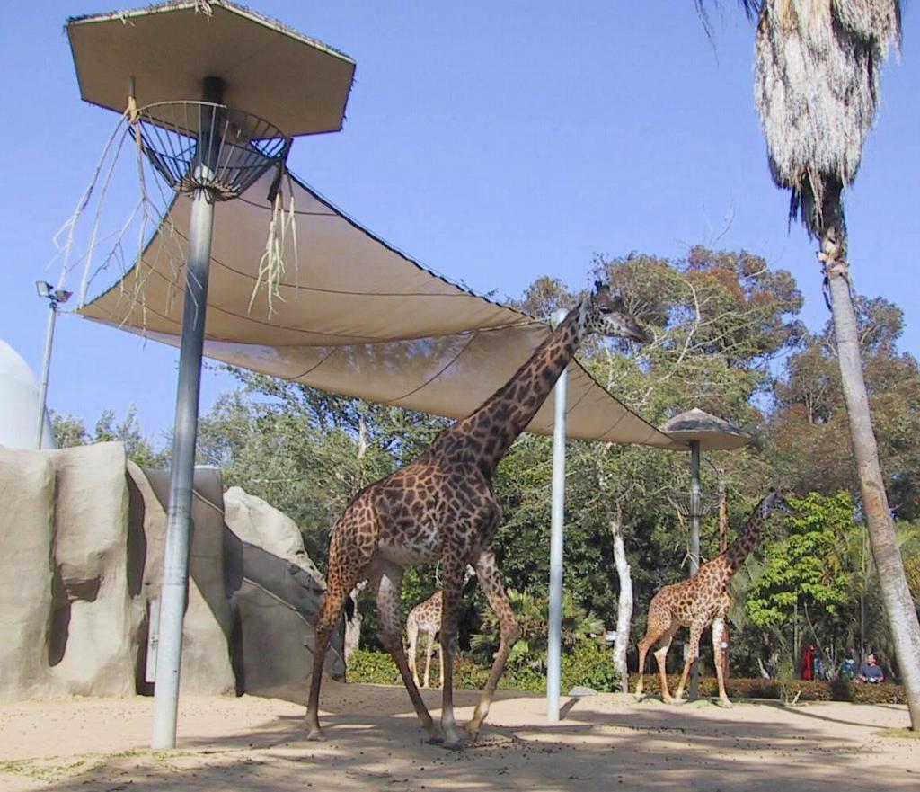 417 - SanDiego Zoo