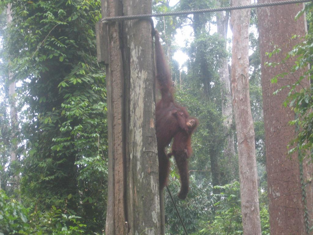 456 - Sepilok Orangutan