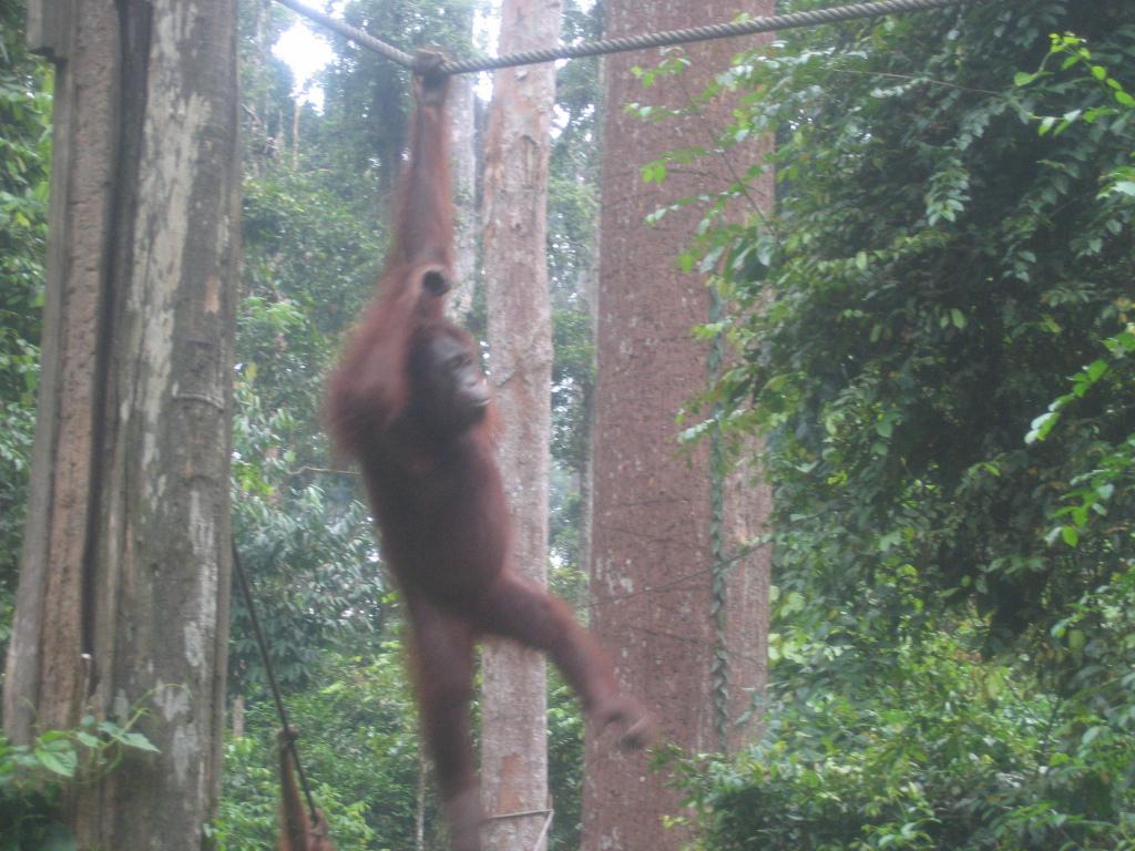 457 - Sepilok Orangutan