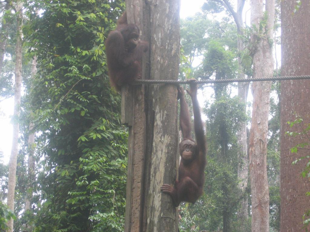 460 - Sepilok Orangutan