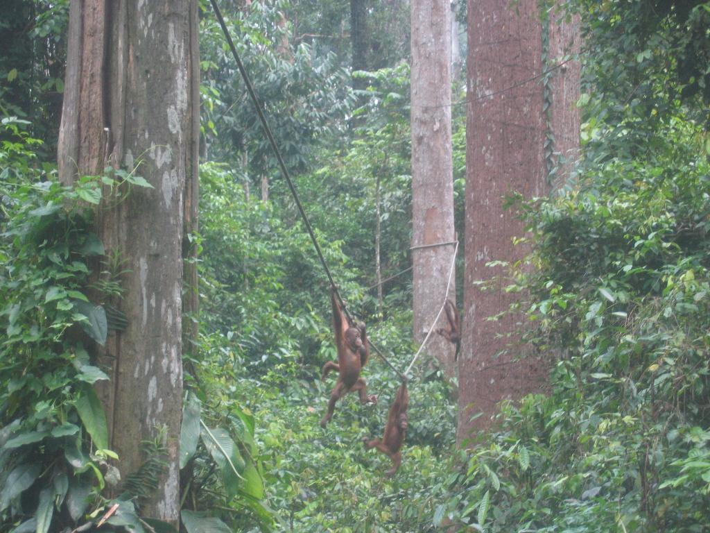 461 - Sepilok Orangutan