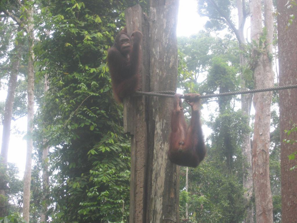 462 - Sepilok Orangutan