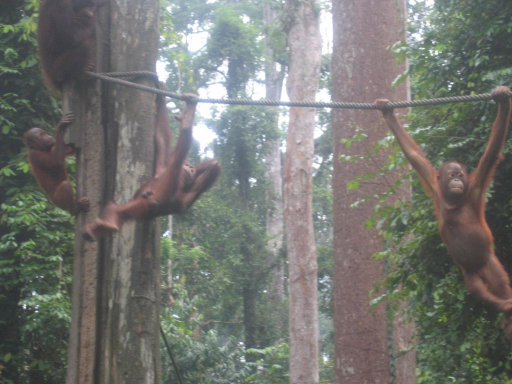 463 - Sepilok Orangutan