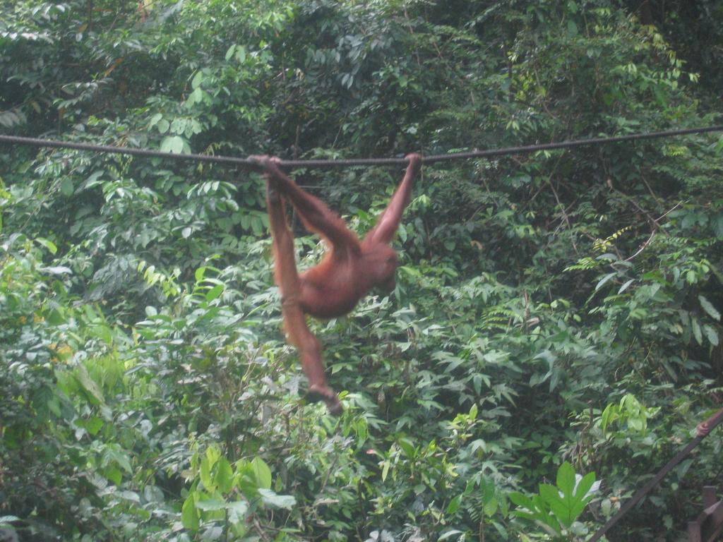 465 - Sepilok Orangutan