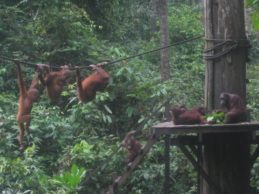 467 - Sepilok Orangutan