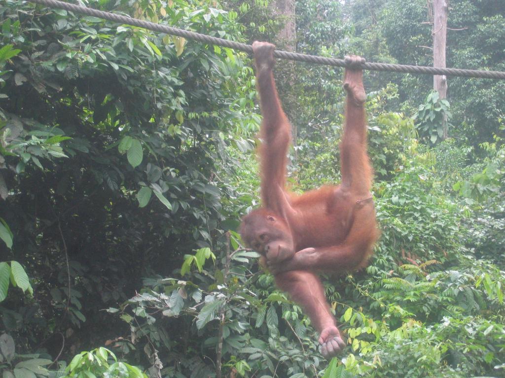 469 - Sepilok Orangutan