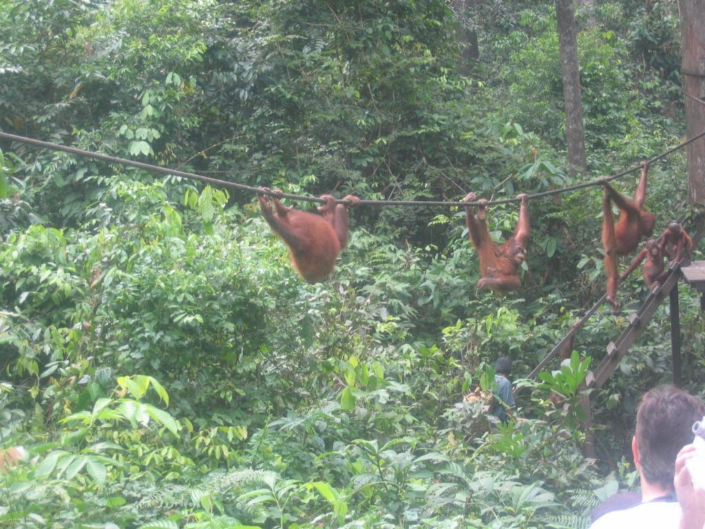 472 - Sepilok Orangutan