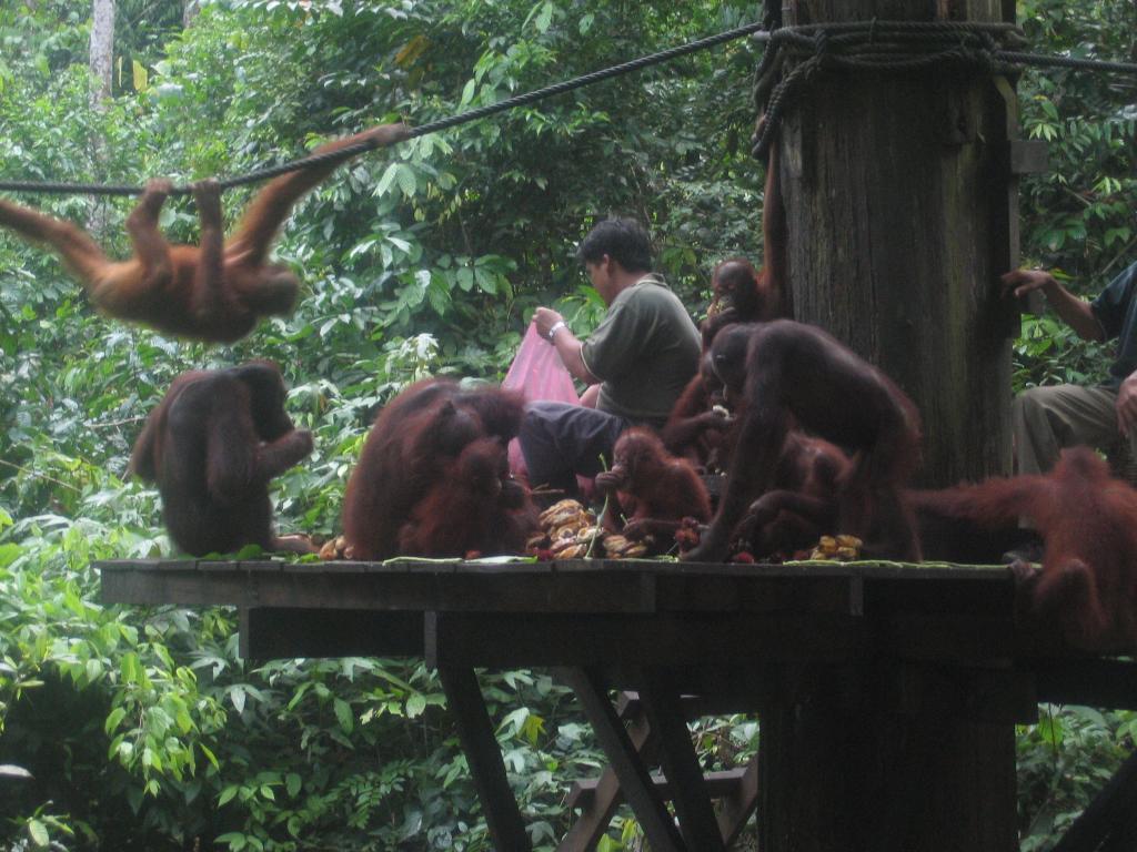 475 - Sepilok Orangutan