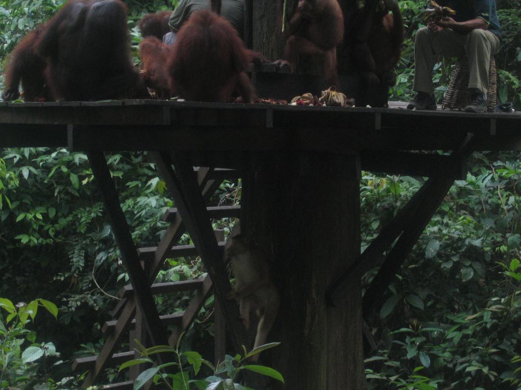 476 - Sepilok Orangutan