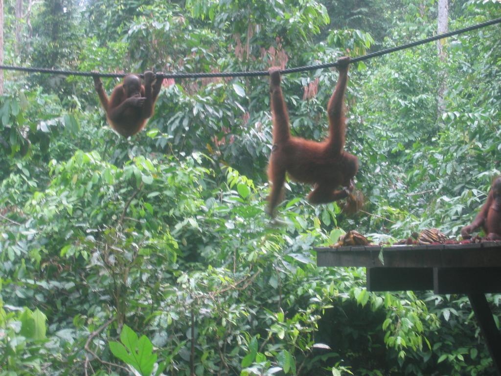 483 - Sepilok Orangutan