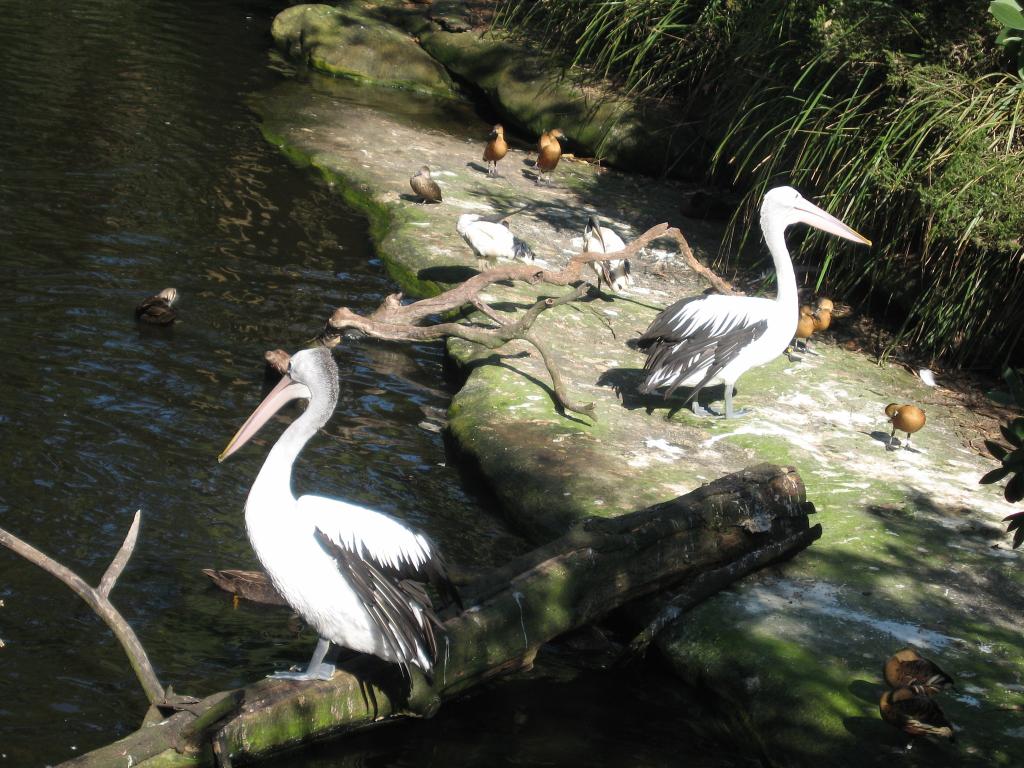 101 - Taronga Zoo