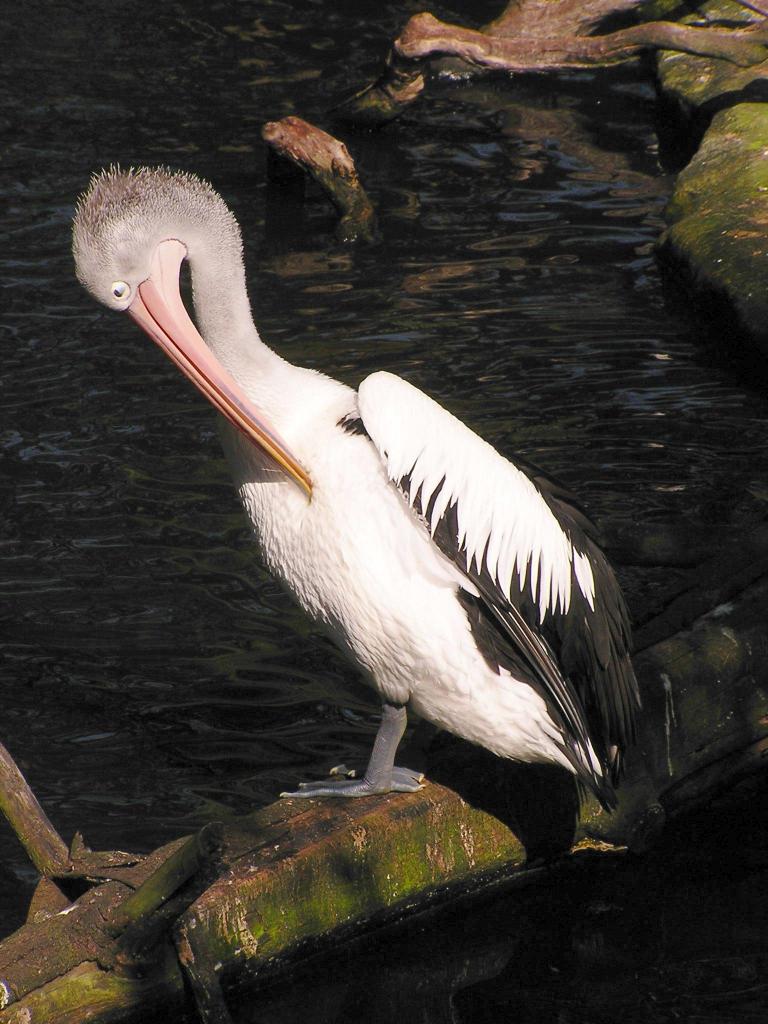 102 - Taronga Zoo