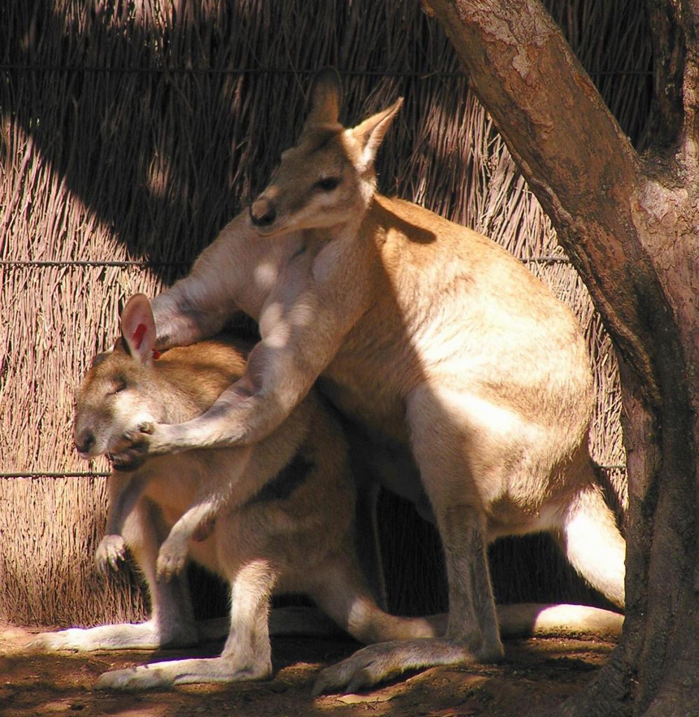 104 - Taronga Zoo