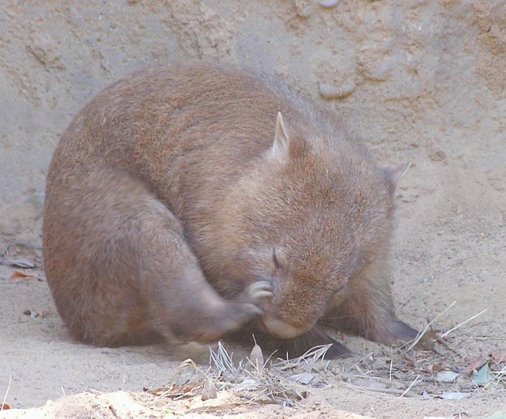 117 - Taronga Zoo