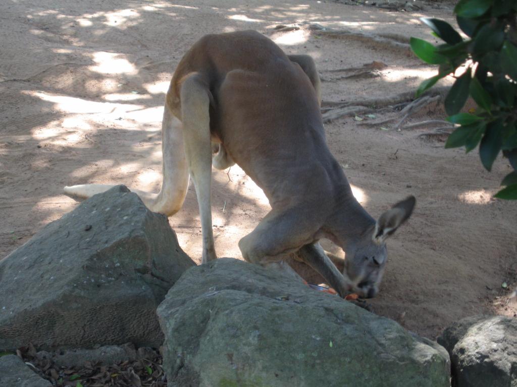 122 - Taronga Zoo