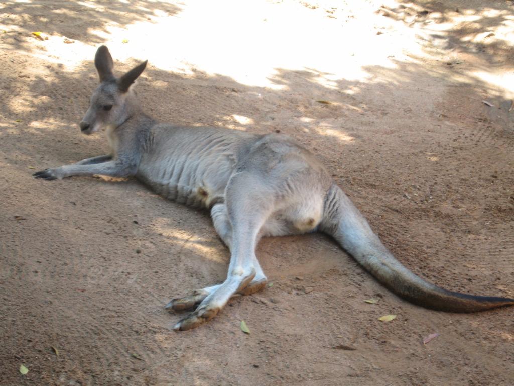 124 - Taronga Zoo