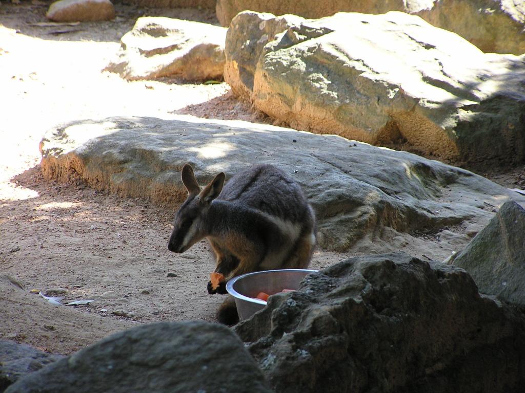 125 - Taronga Zoo