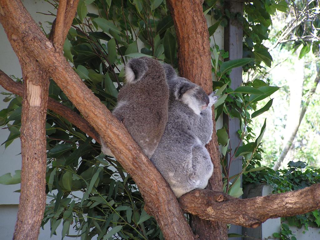 147 - Taronga Zoo