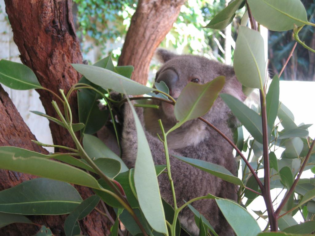 149 - Taronga Zoo