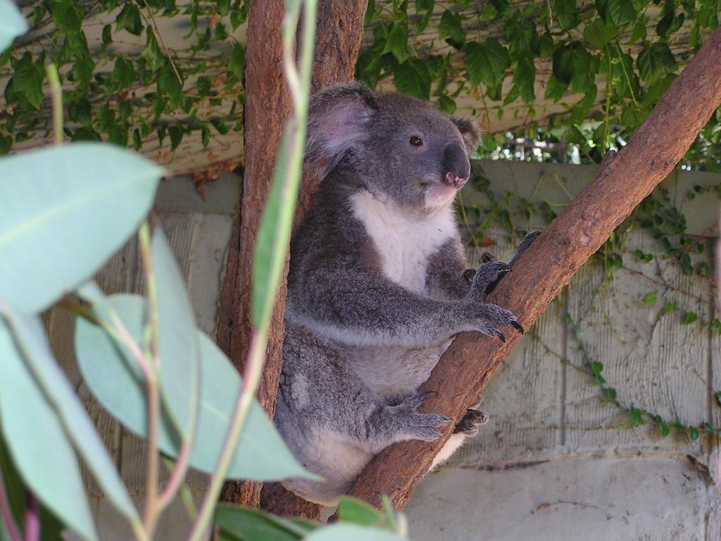 154 - Taronga Zoo