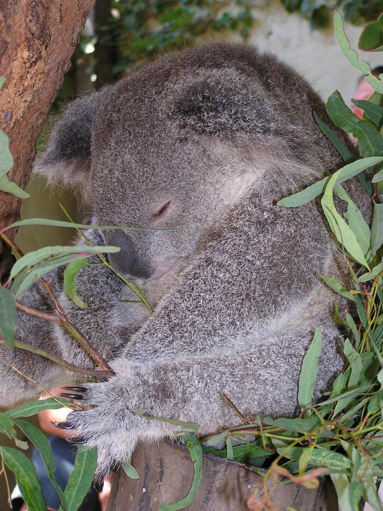 157 - Taronga Zoo