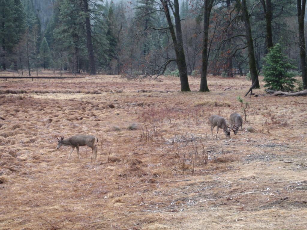 122 - Yosemite