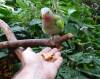 878 - Bloedel Conservatory