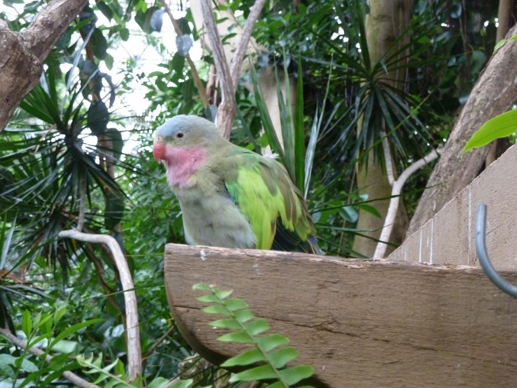 862 - Bloedel Conservatory