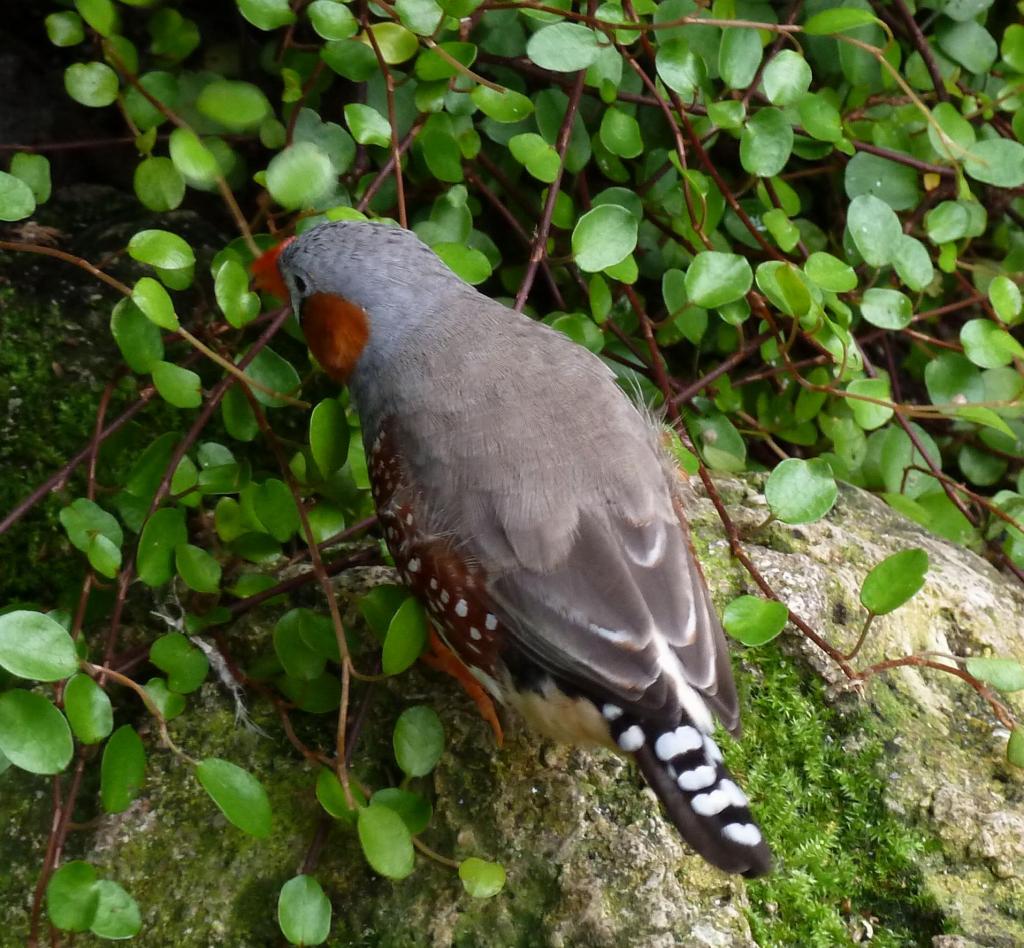 866 - Bloedel Conservatory