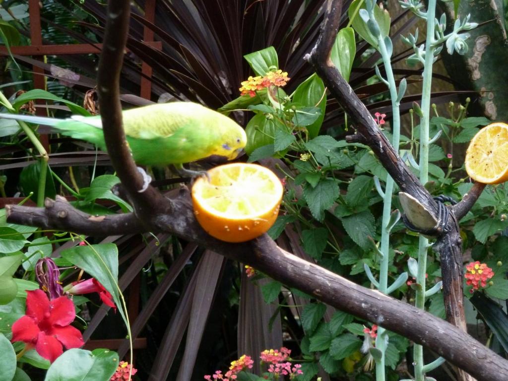 867 - Bloedel Conservatory