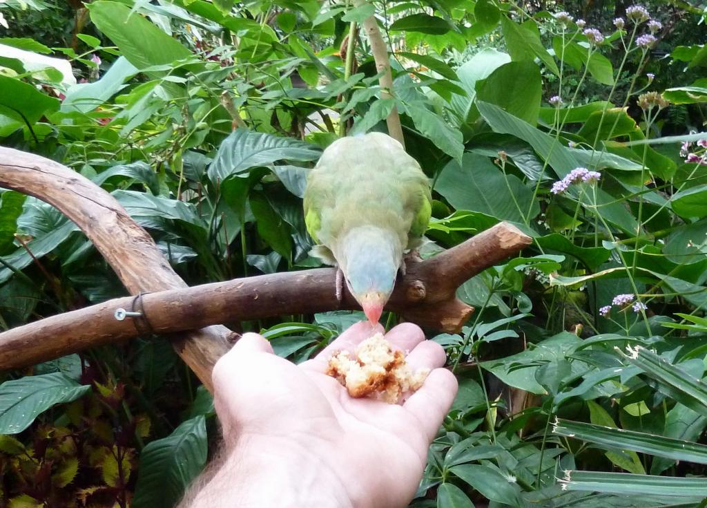 877 - Bloedel Conservatory