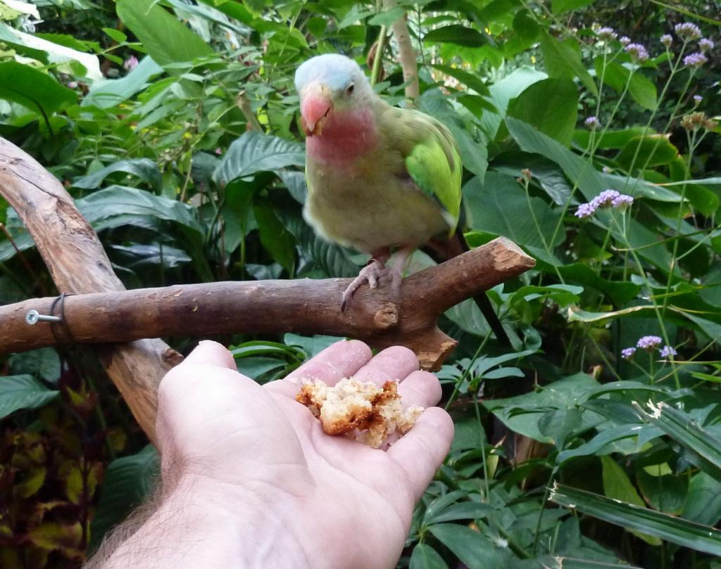 878 - Bloedel Conservatory