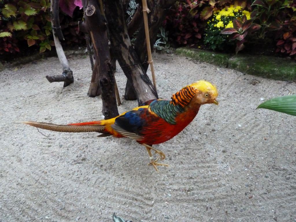 879 - Bloedel Conservatory