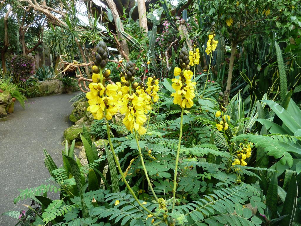 882 - Bloedel Conservatory