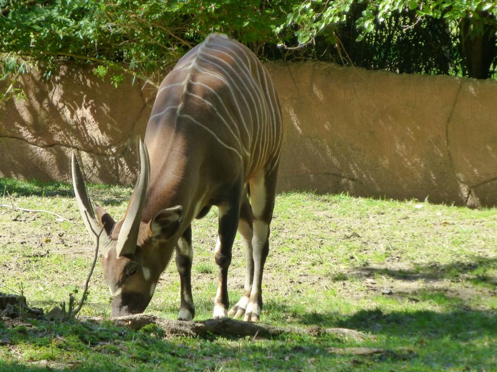 473 - Monday STL Zoo