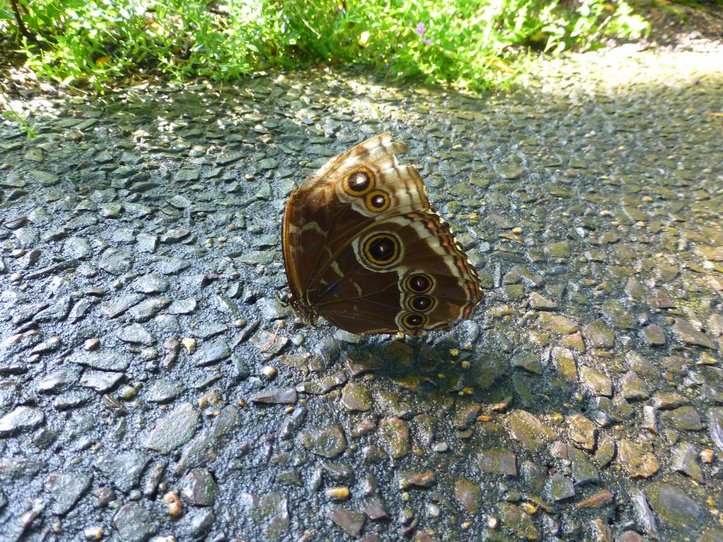 627 - Tuesday Butterfly House