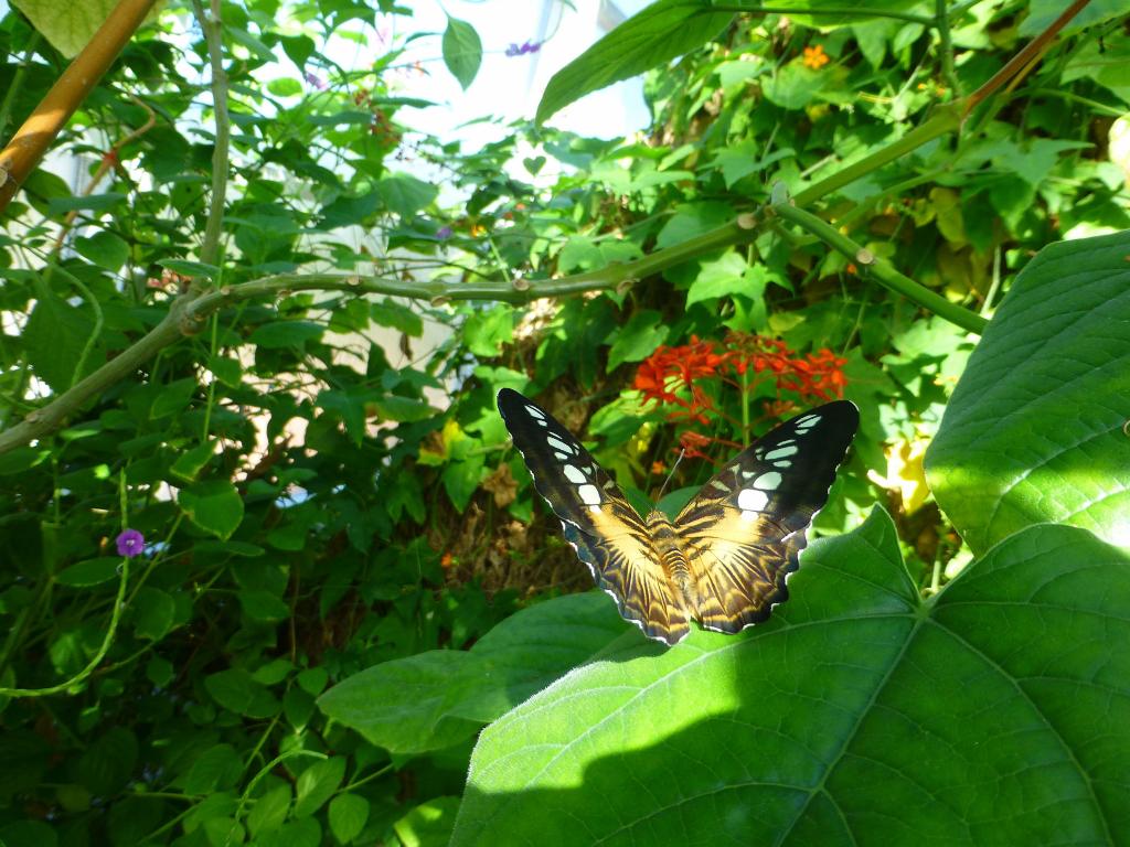 628 - Tuesday Butterfly House