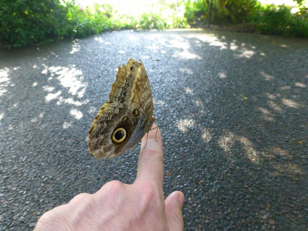 629 - Tuesday Butterfly House