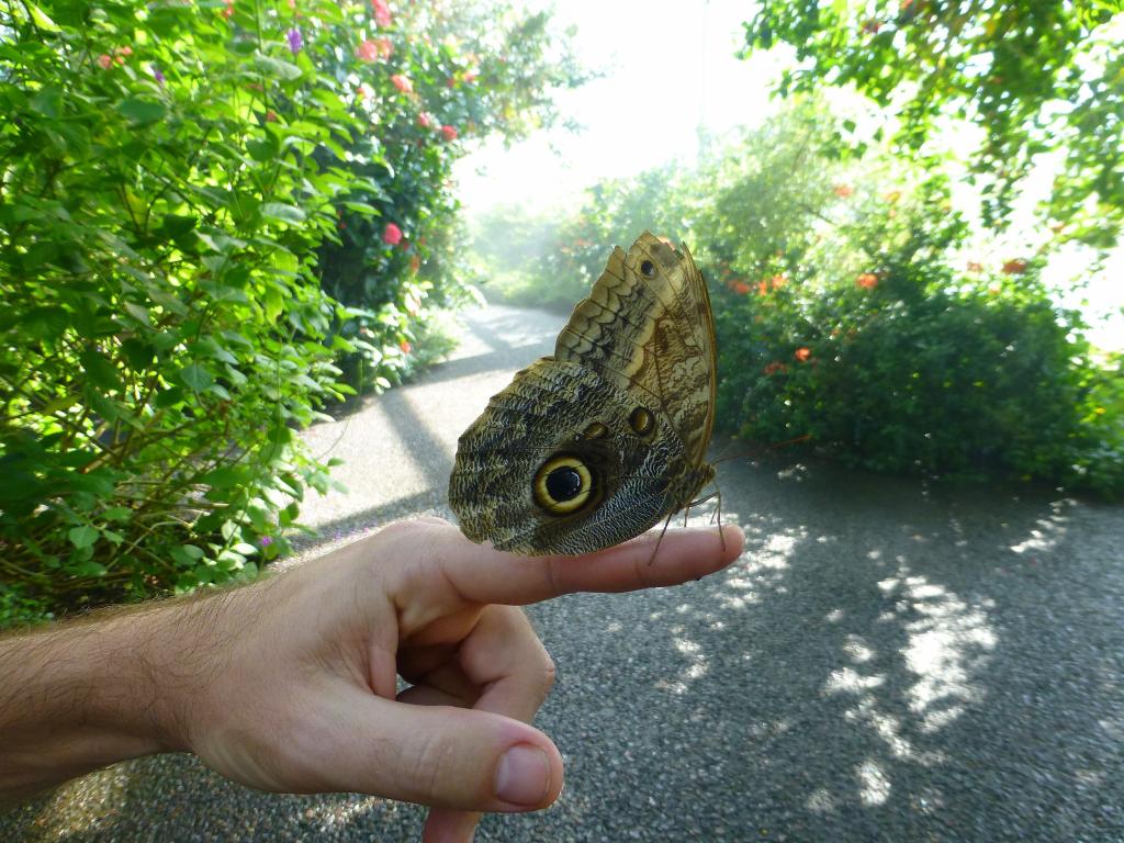 630 - Tuesday Butterfly House