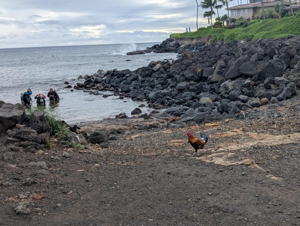 1281 - 20241204 Kauai Google