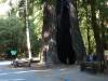 145 - 20100706 Skyline Davenport Redwoods Drive