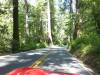 111 - 20120705 Skyline Redwoods Pescadero Drive