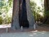 114 - 20120705 Skyline Redwoods Pescadero Drive