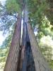 115 - 20120705 Skyline Redwoods Pescadero Drive