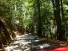 121 - 20120705 Skyline Redwoods Pescadero Drive