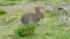105 - 20170319 Skyline Bonny Doon