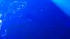 107 - 20220812 MidwaySF Ferry Corsten What The F